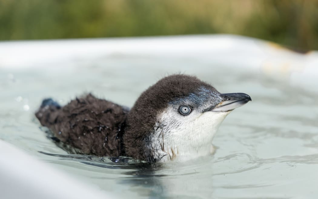 Kororā are one of the smallest and most endangered penguins in the world.
