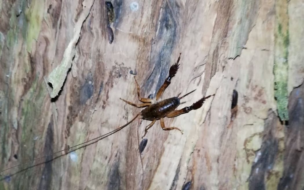 Chatham fat-legged weta