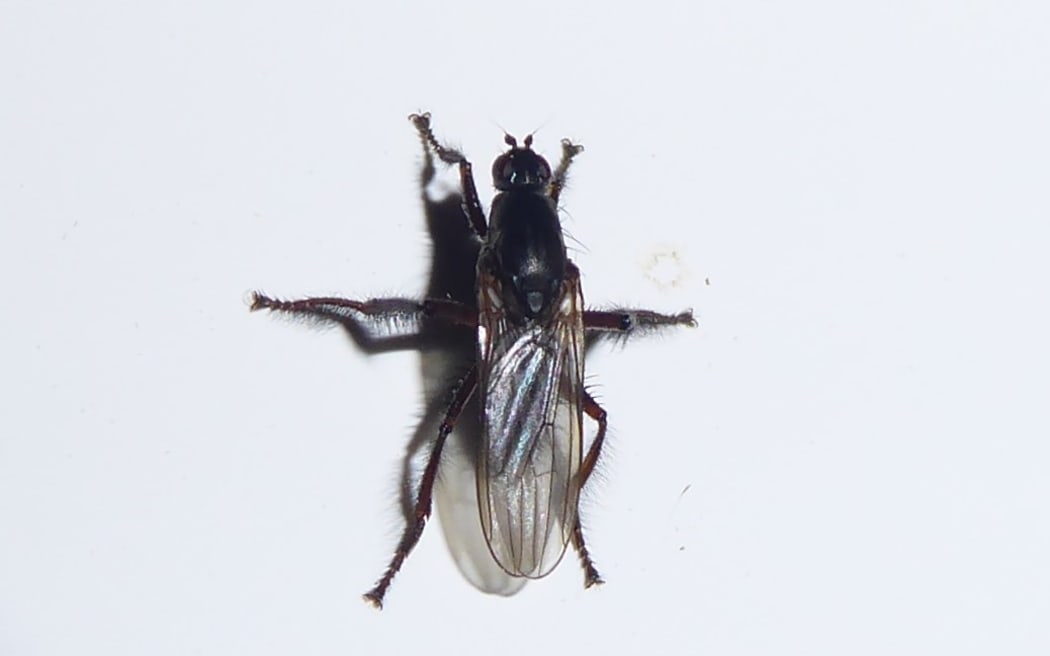 Hairy Kelp Fly
