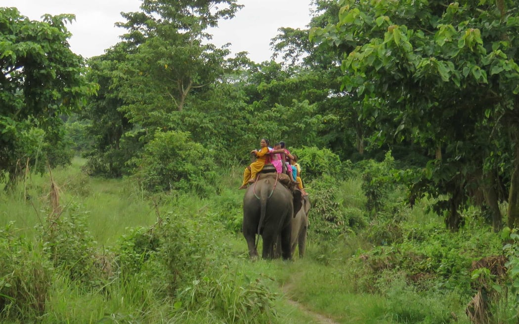 Elephant safari edit