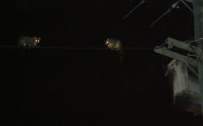 Possums on power line