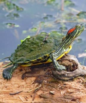 A red-eared slider turtle.