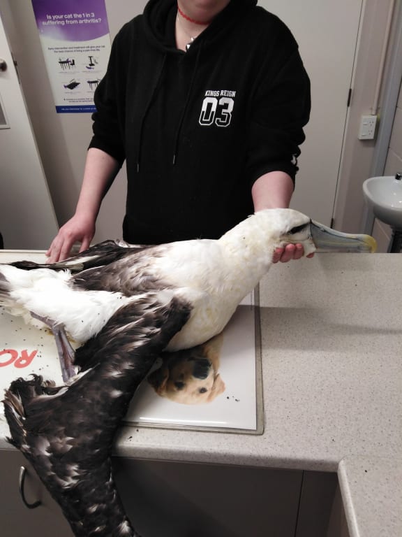 A rescued albatross
