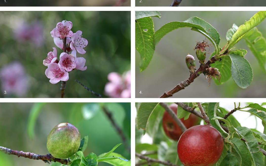 Stone Fruit development