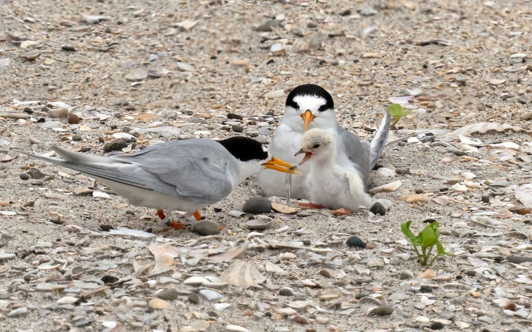 A doting parent offers its chick a freshly caught fish. Photo: Supplied / Darren Markin