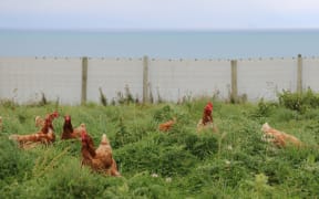 Te Waewae egg farm