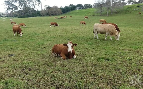 How many cows call Auckland home