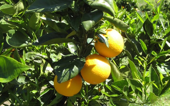 Naval Orange