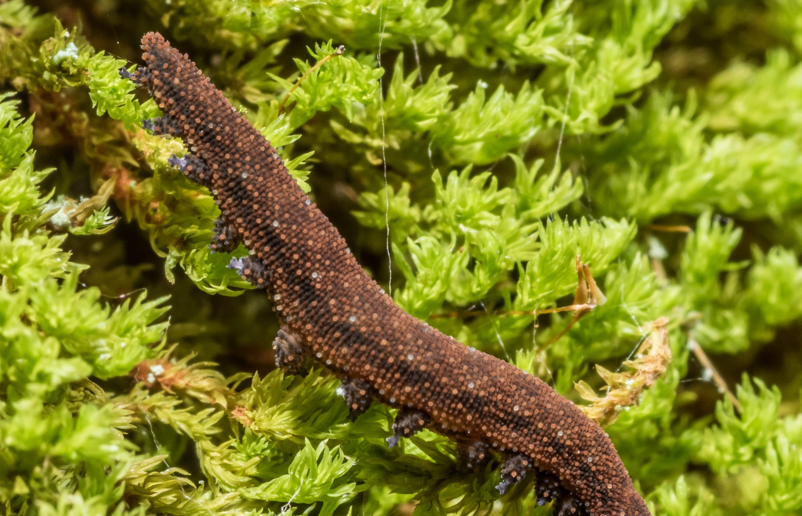Murihiku Walking Worm