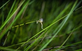 Littlejohn's Tree Frog (Litoria littlejohni)