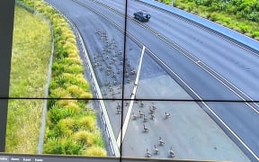 Motorists were warned of the flock of Canada geese seen on the North Shore's State Highway 18, at the Constellation Drive on-ramp, on 27 December, 2024.