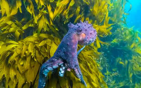 Picture of seaweed taken by Dr Nicole Miller for her documentary Seaweed: A Love Story