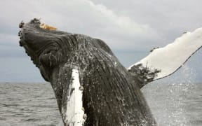 Humpback whale jumping