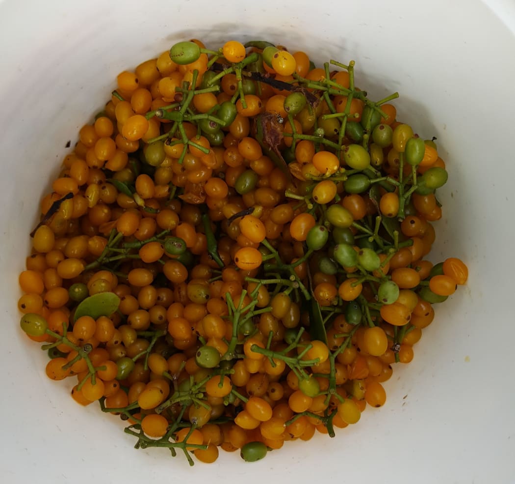 A bucketful of mistletoe seeds, collected from a plant whose host tree is dying.