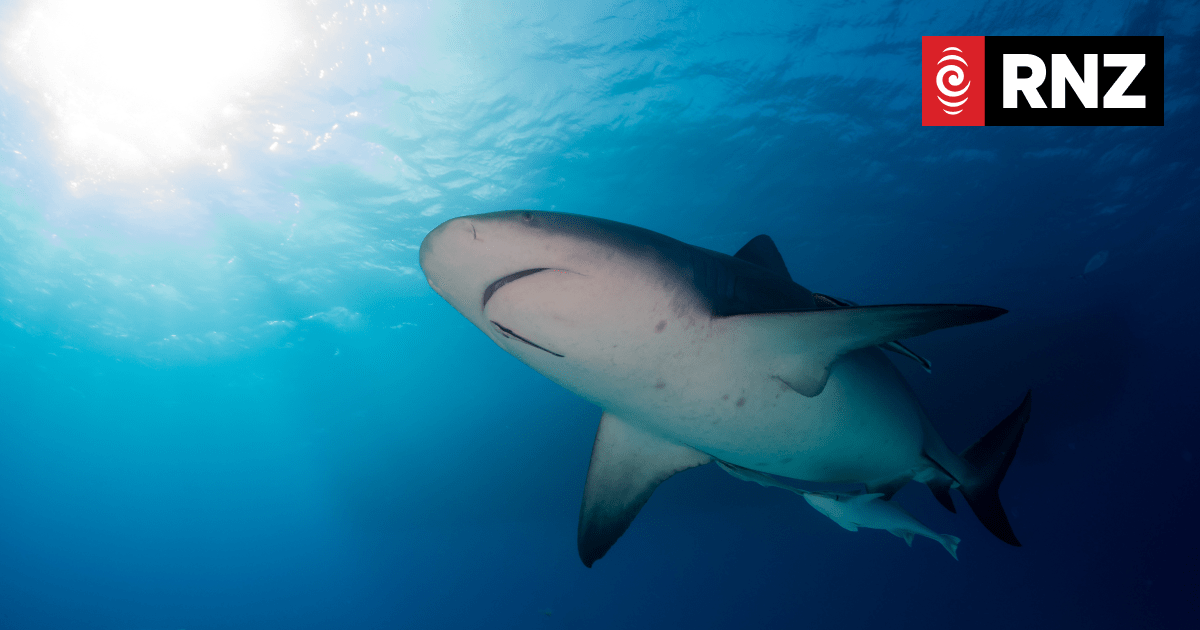 Woman suffers serious leg injury in bull shark attack in Sydney Harbour - Vimarsana News