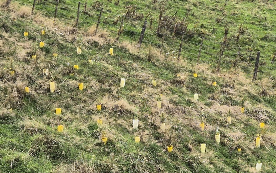 Old bait stations from Mana Island, made from yellow novacoil pipes, have been used to protect juvenile plantings.