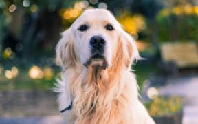 Charlie, 4-year-old retriever from Hastings.