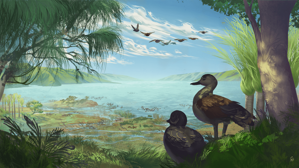 An artist’s impression of Catriona’s shelduck, a new species of large duck (Aves: Anatidae) from the Miocene of New Zealand