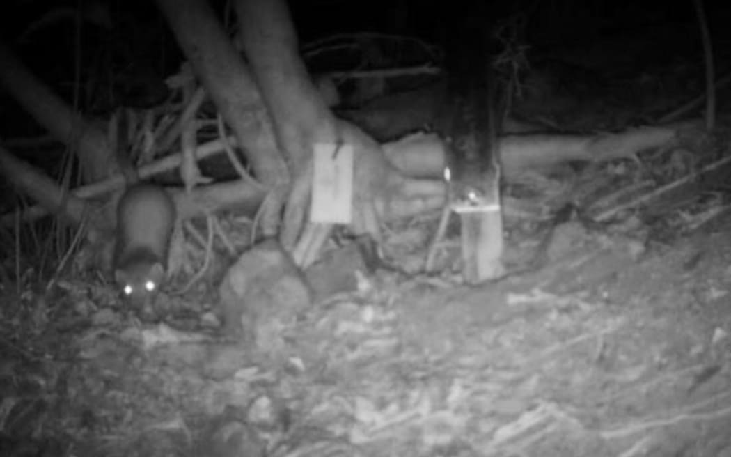 A stoat caught by a monitoring camera in Miramar Peninsula.