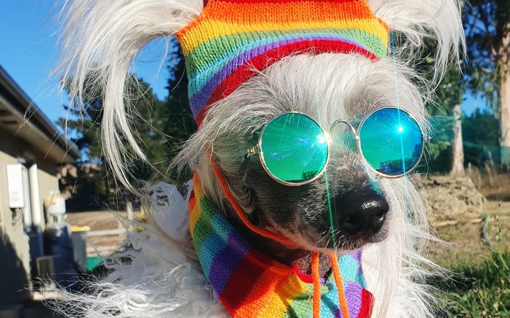 Starlet, one of the entrants of the Colombo Dog Fashion show.