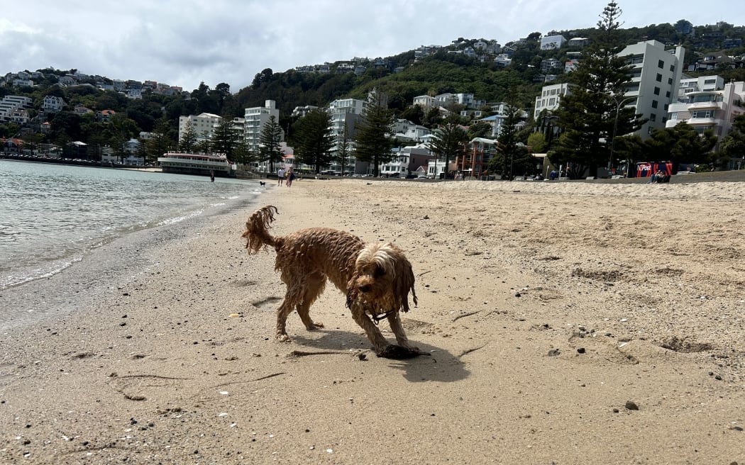 Dogs at Oriental Bay Beach in Wellington on 31 October 2023.