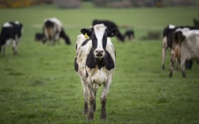 FOR WATER TAX story - Generic cow