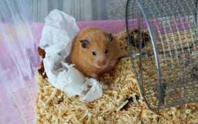 Hamster
