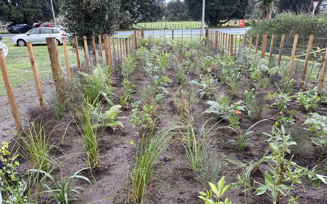 The new Miyawaki microforest planted by TreeSpace Kapiti.