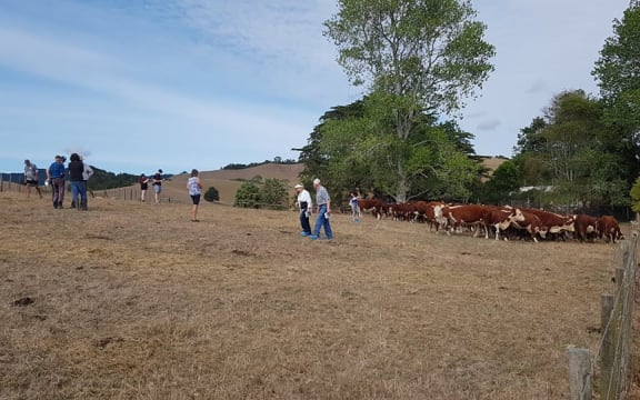 Visitors to the NZ Hereford Conference 2020.