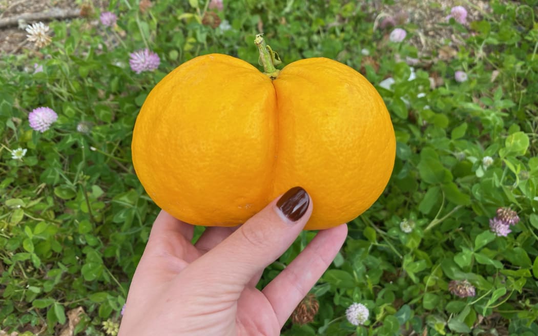 A hand holds a double lemon, joined down the middle, making it one.