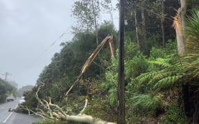 Tree down in Northland