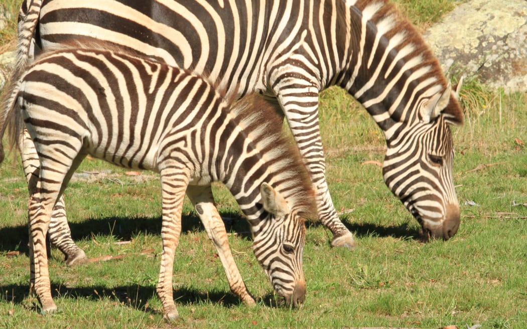 Zebra foal with mum.