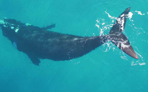 Tohora at the Auckland Islands