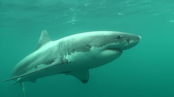 A mix of minced fish and fish oil will be used to attract great white sharks.