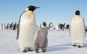 Emperor Penguin in the Weddell Sea