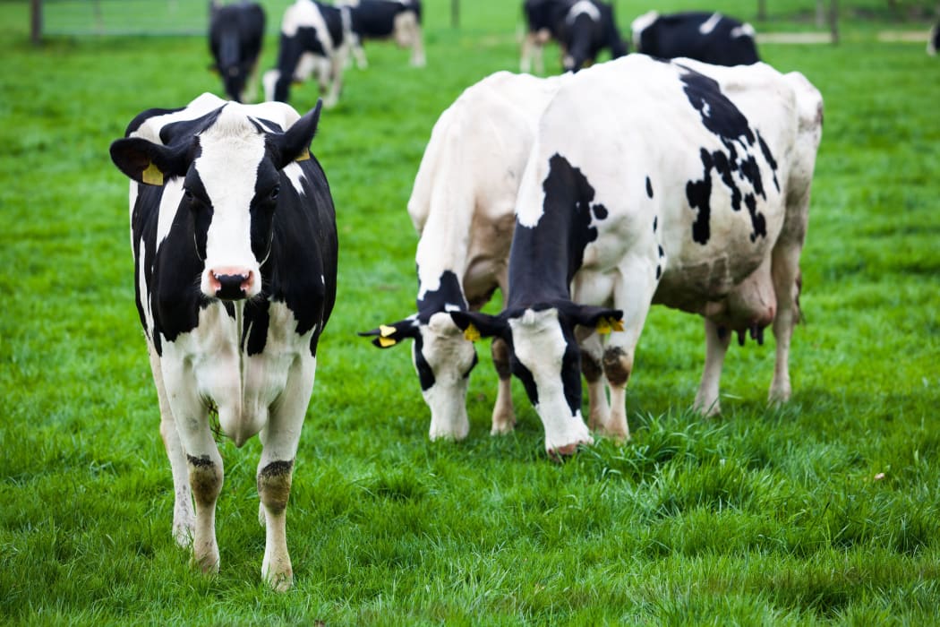A herd of dairy cows in grass