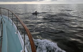 Dolphins are always welcome companions on a coastal passage