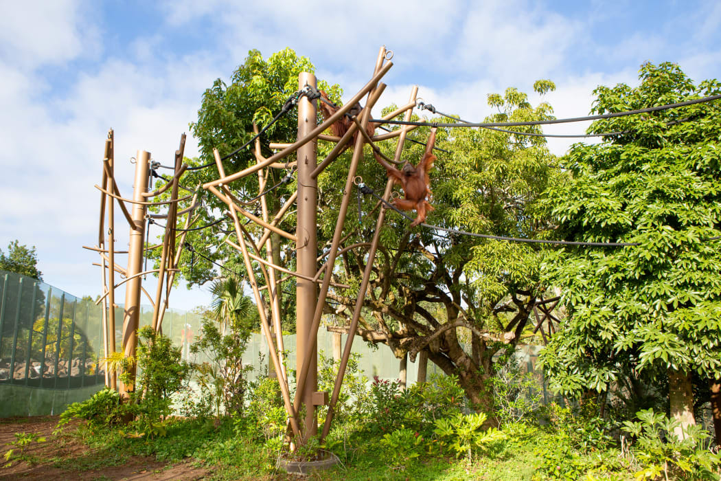 Auckland Zoo's new immersive primate habitat has opened.