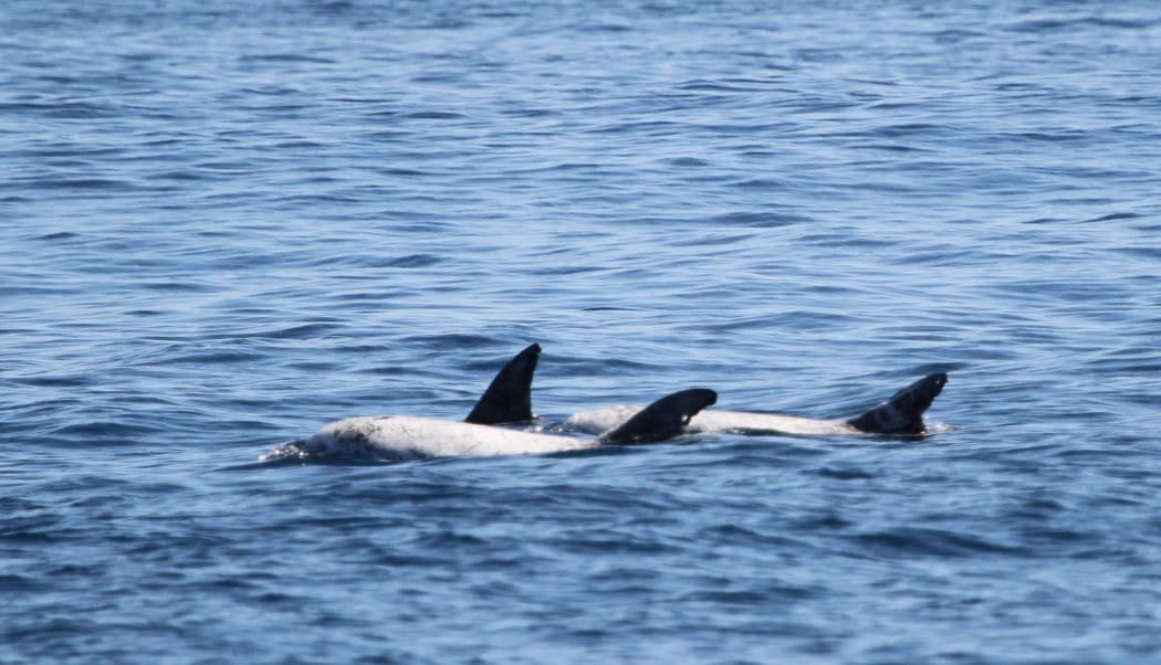 Risso's dolphins live in deep water and are rarely recorded in New Zealand waters.