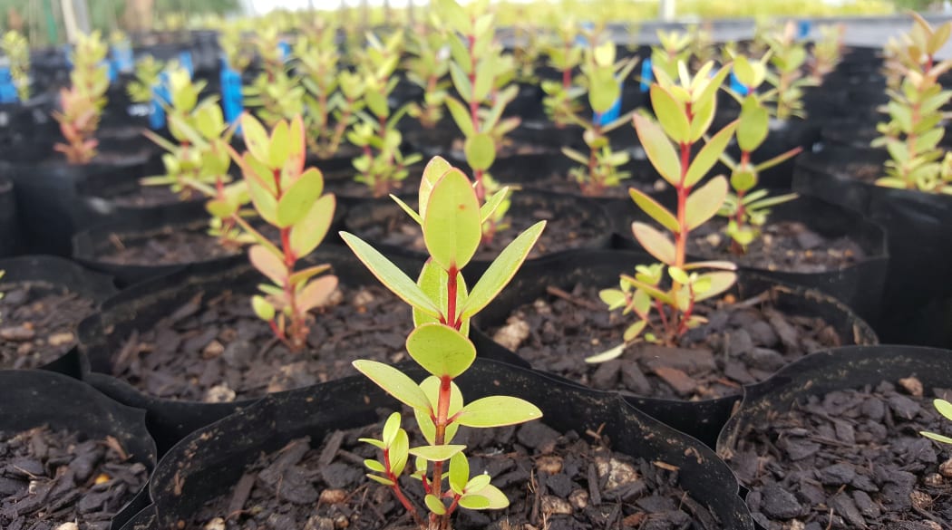 Seedlings from species such as pohutukawa are being tested to see how susceptible - or resistant - they are to myrtle rust.