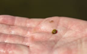 Some of the golden clams - Corbicula fluminea - can be tiny in size.