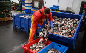 Fishermen sort and load trays of salmon heads as they prepare for their next voyage to sea, on the South Pier of Bridlington Harbour fishing port in Bridlington, north east England on December 11, 2020.