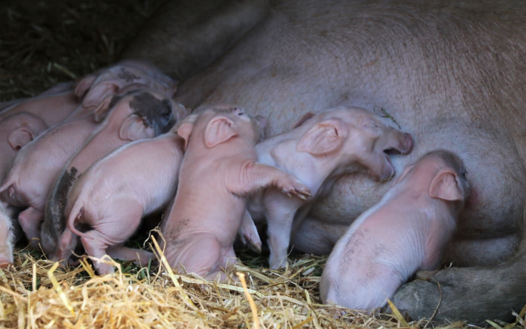 free range pig farm