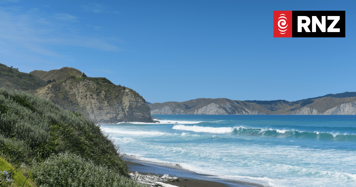Shark attack interrupts whale rescue at Māhia prompting warning for swimmers - Vimarsana News