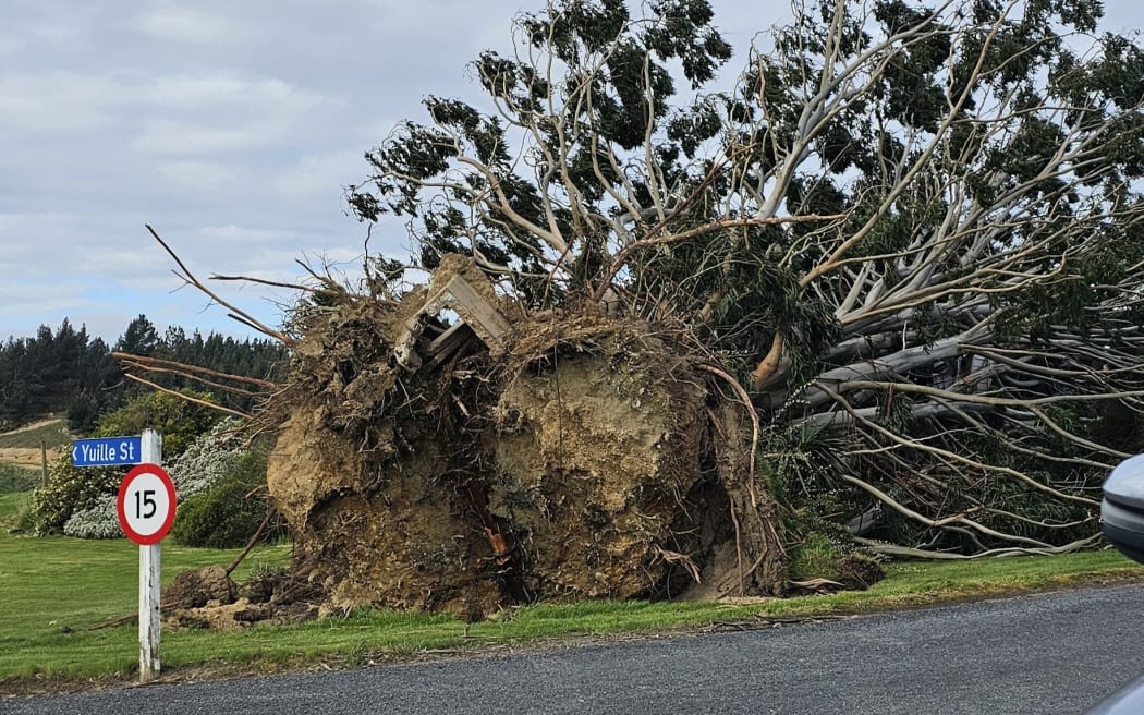 An uprooted tree in Clutha District