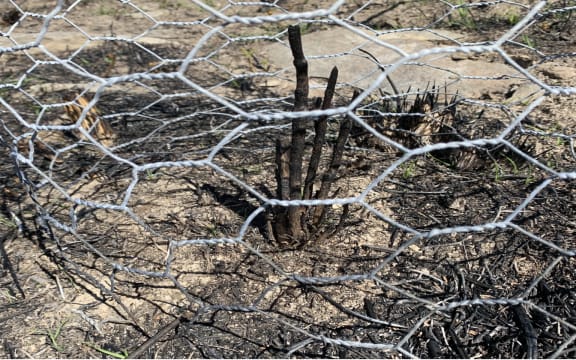 Along a large strip of land next to the road and the lake where many natives were growing, charred sticks and stumps remain.