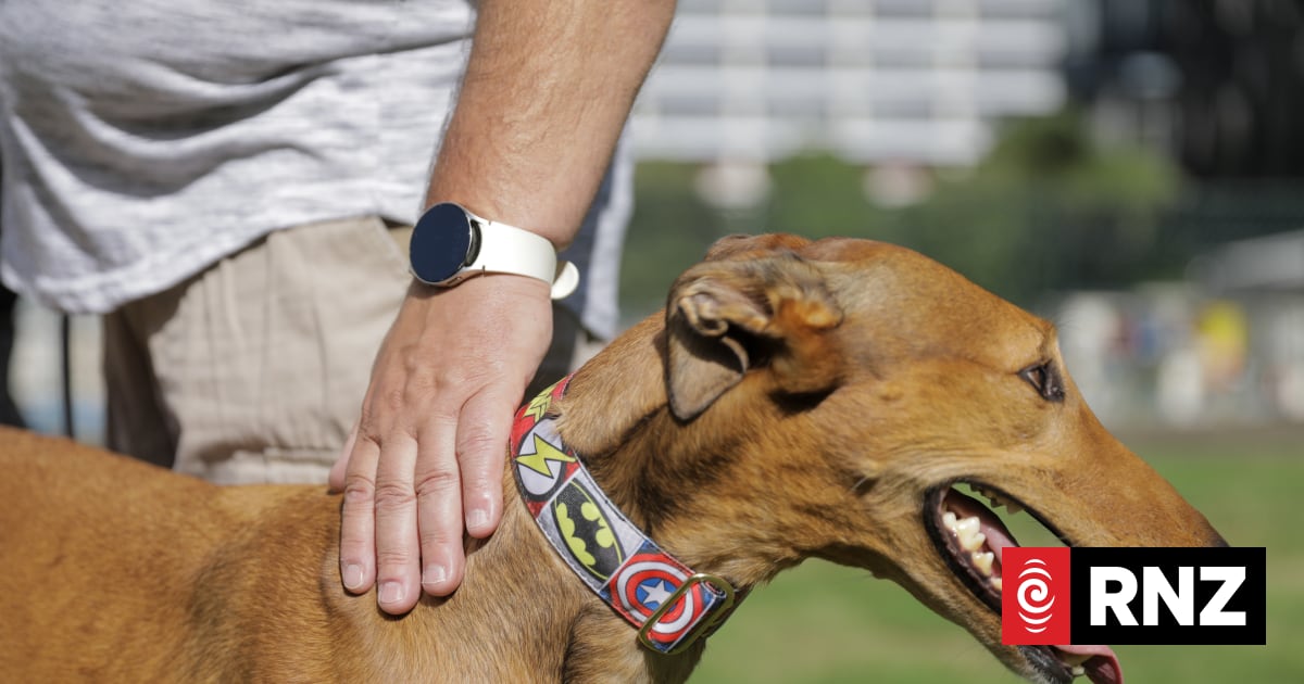 SPCA not seeking to extend New Zealand greyhound racing ban to horse racing