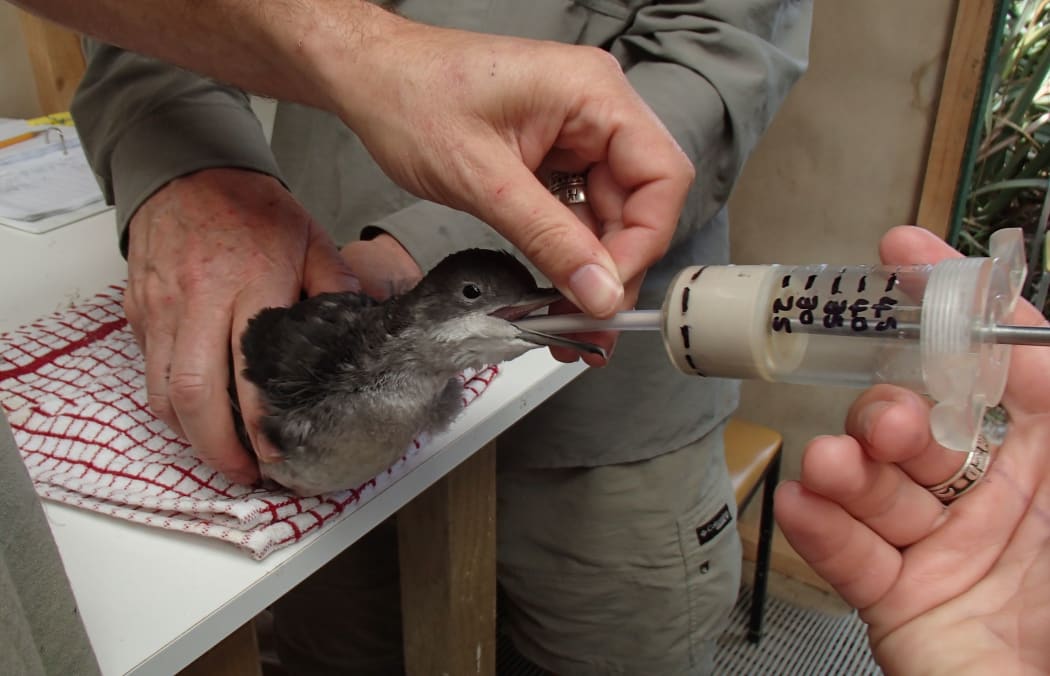 A fluttering shearwater chick being fed a sardine smoothie during a seabird translocation on Matiu Somes Island in Wellington Harbour.