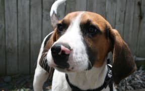 One of the trainee harrier hounds.