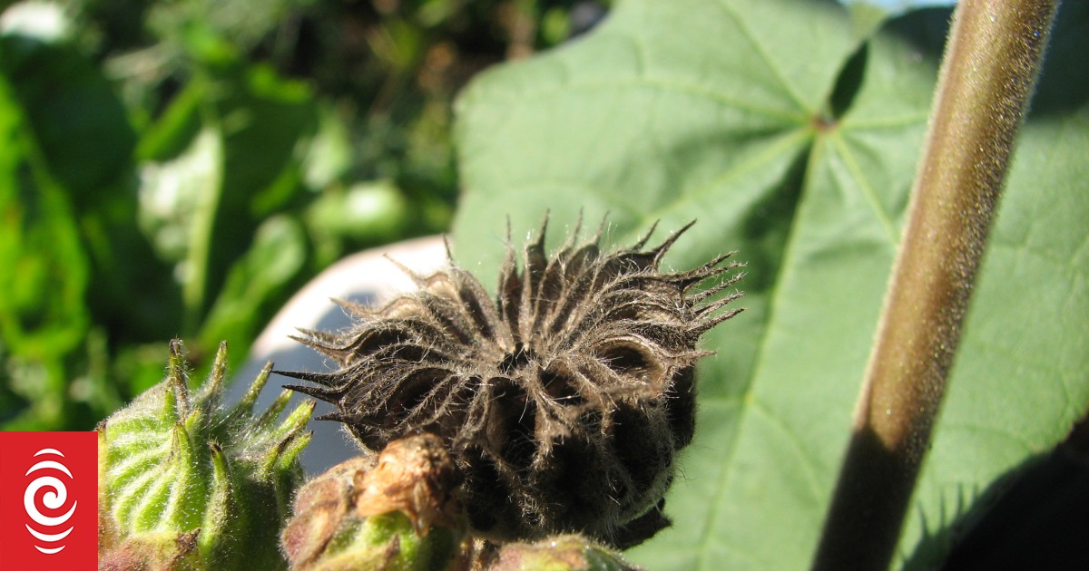 Invasive velvetleaf discoveries at Waikato farms a 'wake-up call' for agricultural sector - Vimarsana News